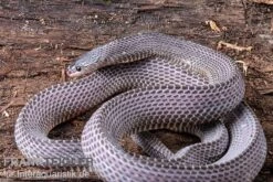 Westliche Wald-Feilenschlange, Mehelya Poensis -Bestes Reptilien Geschäft Westliche Wald Feilenschlange Mehelya poensis 13