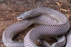 Westliche Wald-Feilenschlange, Mehelya Poensis -Bestes Reptilien Geschäft Westliche Wald Feilenschlange Mehelya poensis 5