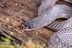 Westliche Wald-Feilenschlange, Mehelya Poensis -Bestes Reptilien Geschäft Westliche Wald Feilenschlange Mehelya poensis 6