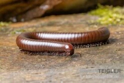 Wüsten-Tausendfüßer, Orthoporus Ornatus -Bestes Reptilien Geschäft Wuesten Tausendfuesser Orthoporus ornatus 3