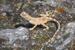 Wüstenagame, Agama Mutabilis -Bestes Reptilien Geschäft Wuestenagame Agama mutabilis