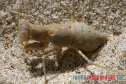 Wüstenmantis, Eremiaphila Nilotica -Bestes Reptilien Geschäft Wuestenmantis Eremiaphila nilotica 3