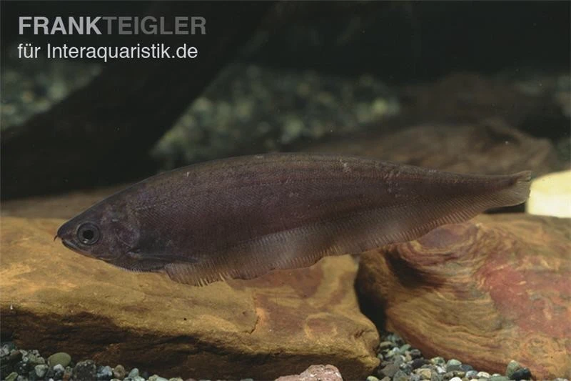 Afrikanischer Messerfisch, Xenomystus Nigri 3 Afrikanischer Messerfisch, Xenomystus Nigri – Bild 3