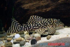 Yellow Zebra Catfish, L401, Hypancistrus Sp. -Bestes Reptilien Geschäft Yellow Zebra Catfish L401 Hypancistrus sp 3