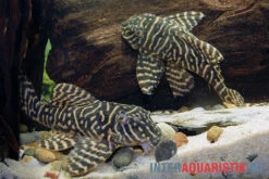 Yellow Zebra Catfish, L401, Hypancistrus Sp. -Bestes Reptilien Geschäft Yellow Zebra Catfish L401 Hypancistrus sp 4