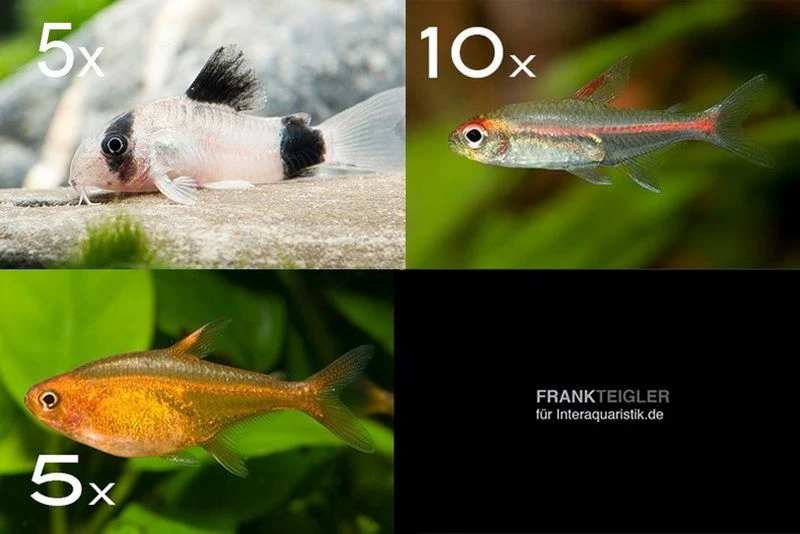 Zierfisch-Sortiment Amazonas Für 60 Cm 1 Zierfisch-Sortiment Amazonas Für 60 Cm