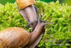 Zwerg-Achatschnecke, Archachatina Papyracea -Bestes Reptilien Geschäft Zwerg Achatschnecke Archachatina papyracea 3