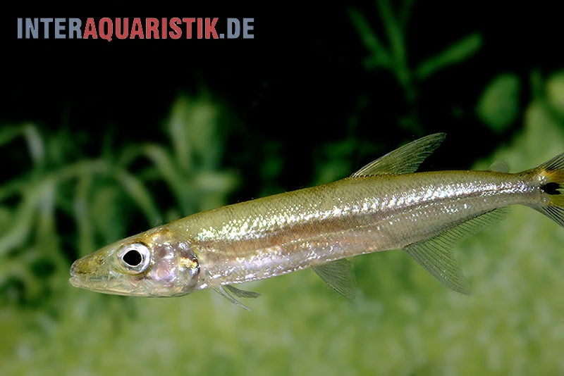 Zwerg-Barracuda-Salmler, Acestrorhynchus Cf. Minimus 1 Zwerg-Barracuda-Salmler, Acestrorhynchus Cf. Minimus