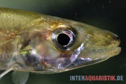 Zwerg-Barracuda-Salmler, Acestrorhynchus Cf. Minimus 5 Zwerg-Barracuda-Salmler, Acestrorhynchus Cf. Minimus -Bestes Reptilien Geschäft Zwerg Barracuda Salmler Acestrorhynchus cf minimus 3