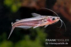 Zwerg-Haiwels, Pseudeutropius Moolenburghae -Bestes Reptilien Geschäft Zwerg Haiwels Pseudeutropius moolenburghae