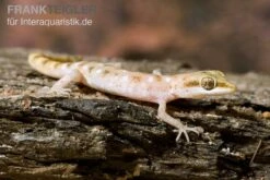 Zwergwüstengecko, Tropiocolotes Steudneri -Bestes Reptilien Geschäft Zwergwuestengecko Tropiocolotes steudneri 3