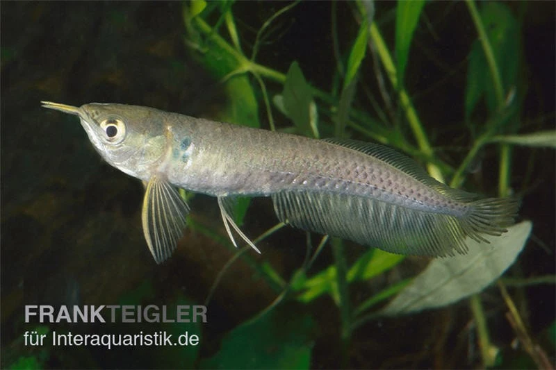 Arowana, Osteoglossum Bicirrhosum 1 Arowana, Osteoglossum Bicirrhosum