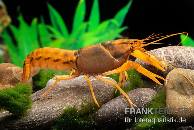 Goldener Cherax, Cherax Cf. Snowden 2 Goldener Cherax, Cherax Cf. Snowden – Bild 2
