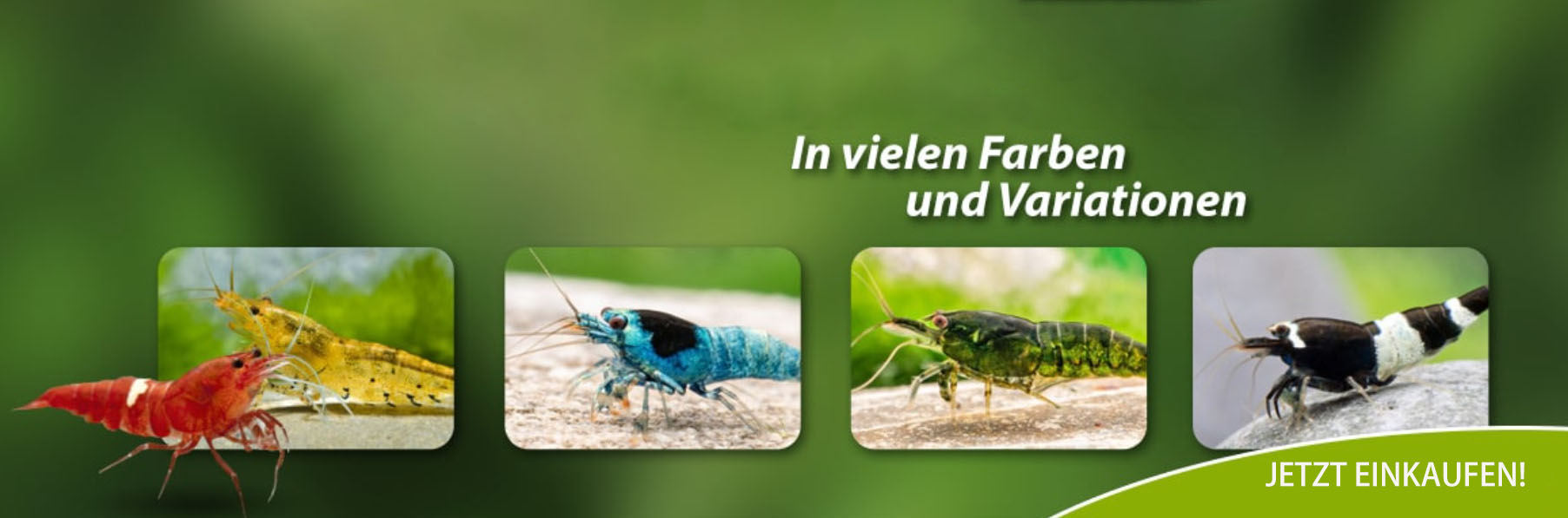 Bestes Reptilien Geschäft -Bestes Reptilien Geschäft dfgdsf