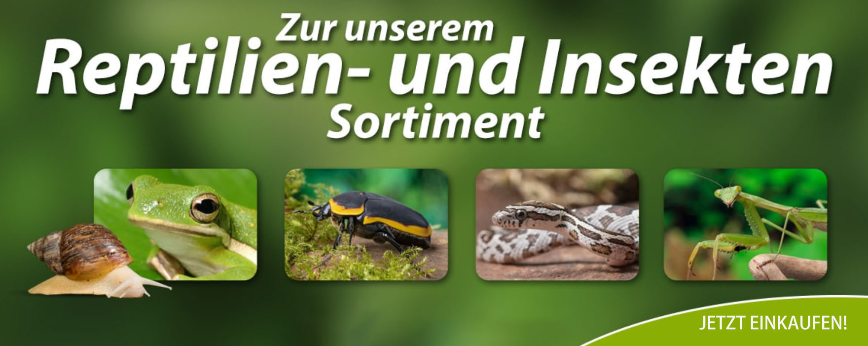 Bestes Reptilien Geschäft -Bestes Reptilien Geschäft dgfsfdrg