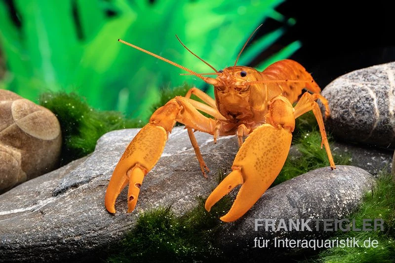 Goldener Cherax, Cherax Cf. Snowden 3 Goldener Cherax, Cherax Cf. Snowden – Bild 3