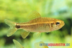 Fleckenschwanzsalmler, Crenuchus Spilurus 5 Fleckenschwanzsalmler, Crenuchus Spilurus -Bestes Reptilien Geschäft ia crenuchus spilurus brasilien frau4