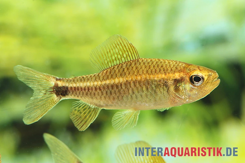 Fleckenschwanzsalmler, Crenuchus Spilurus 3 Fleckenschwanzsalmler, Crenuchus Spilurus – Bild 3